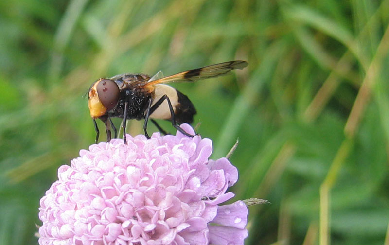 Volucella pellucens F (Syrphidae)